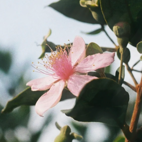 Reset Bloom Sérum — Sans Rétinol, 2 % de Bidens Pilosa